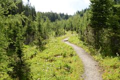 09 Trek Through Trees Toward Quartz Ridge On Hike From Sunshine Meadows To Mount Assiniboine.jpg